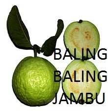 marco antoni (Jambu_Alas)